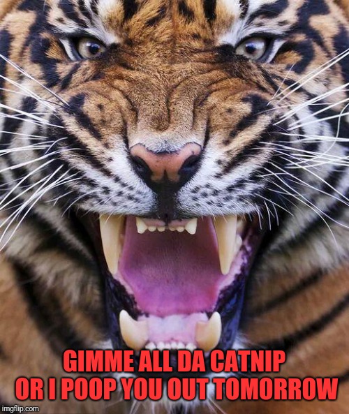Tiger2 | GIMME ALL DA CATNIP OR I POOP YOU OUT TOMORROW | image tagged in tiger2 | made w/ Imgflip meme maker