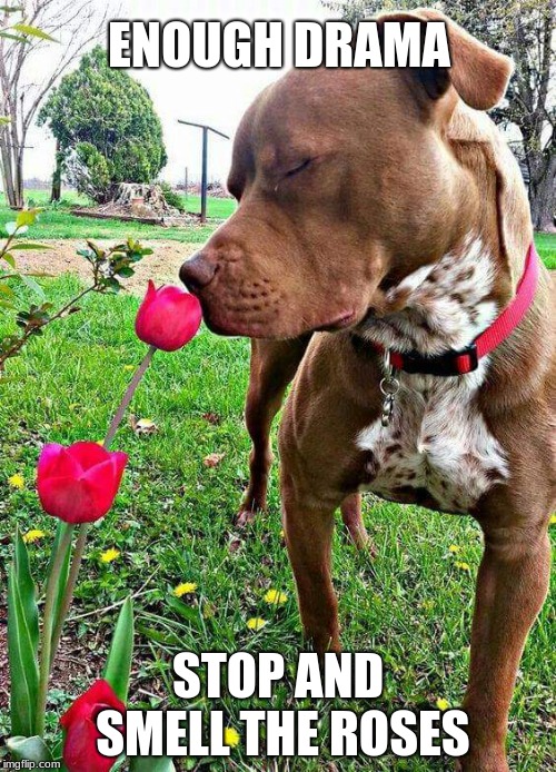 Stop and smell the Roses, you will be fine.  | ENOUGH DRAMA; STOP AND SMELL THE ROSES | image tagged in smell the roses,enough drama,pause,reflect | made w/ Imgflip meme maker