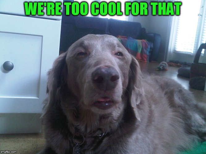 Stoned Dog | WE'RE TOO COOL FOR THAT | image tagged in stoned dog | made w/ Imgflip meme maker