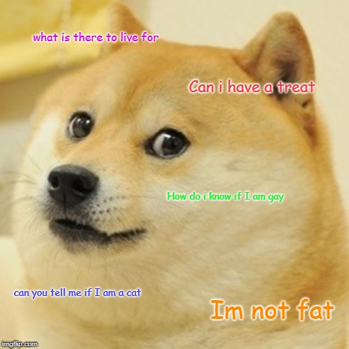 Doge | what is there to live for; Can i have a treat; How do i know if I am gay; can you tell me if I am a cat; Im not fat | image tagged in memes,doge | made w/ Imgflip meme maker
