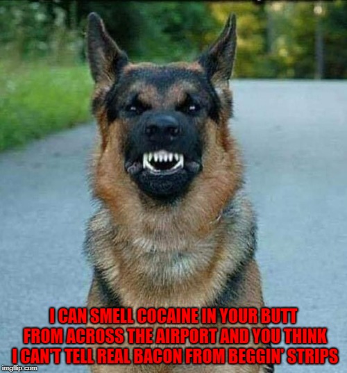 The nose knows!!! | I CAN SMELL COCAINE IN YOUR BUTT FROM ACROSS THE AIRPORT AND YOU THINK I CAN'T TELL REAL BACON FROM BEGGIN' STRIPS | image tagged in dog snarl,memes,beggin' strips,funny,bacon,dogs | made w/ Imgflip meme maker