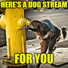 HERE'S A DOG STREAM FOR YOU | made w/ Imgflip meme maker