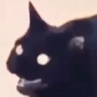 Cursed Cat Blank Meme Template