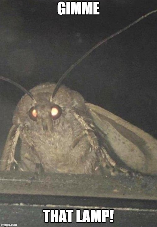 Moth | GIMME THAT LAMP! | image tagged in moth | made w/ Imgflip meme maker