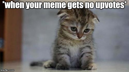 Sad kitten | *when your meme gets no upvotes* | image tagged in sad kitten | made w/ Imgflip meme maker
