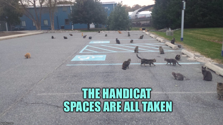 THE HANDICAT SPACES ARE ALL TAKEN | made w/ Imgflip meme maker