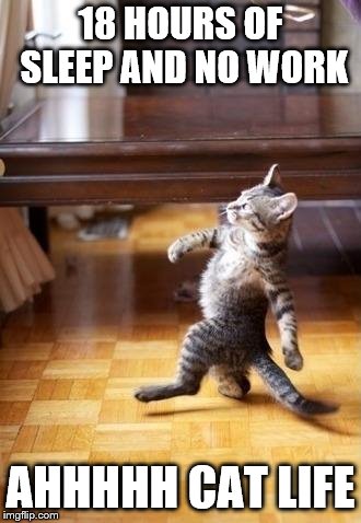 Cool Cat Stroll Meme | 18 HOURS OF SLEEP AND NO WORK AHHHHH CAT LIFE | image tagged in memes,cool cat stroll | made w/ Imgflip meme maker