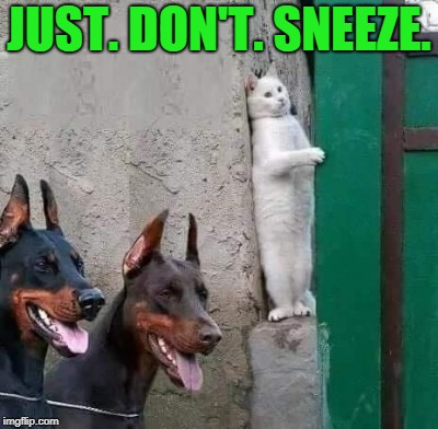 Dobermans cat hiding | JUST. DON'T. SNEEZE. | image tagged in dobermans cat hiding | made w/ Imgflip meme maker