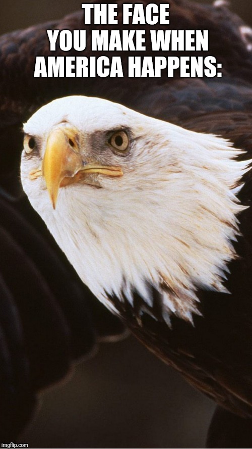 THE FACE YOU MAKE WHEN AMERICA HAPPENS: | image tagged in baldeagle,america | made w/ Imgflip meme maker