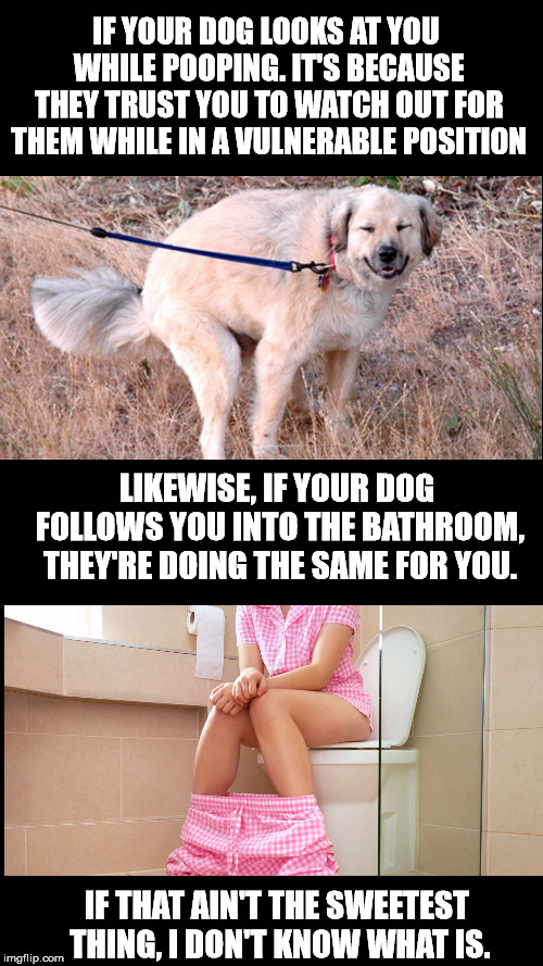 Dogs will always have your back. | IF YOUR DOG LOOKS AT YOU WHILE POOPING. IT'S BECAUSE THEY TRUST YOU TO WATCH OUT FOR THEM WHILE IN A VULNERABLE POSITION; LIKEWISE, IF YOUR DOG FOLLOWS YOU INTO THE BATHROOM, THEY'RE DOING THE SAME FOR YOU. IF THAT AIN'T THE SWEETEST THING, I DON'T KNOW WHAT IS. | image tagged in blank black,dog pooping | made w/ Imgflip meme maker