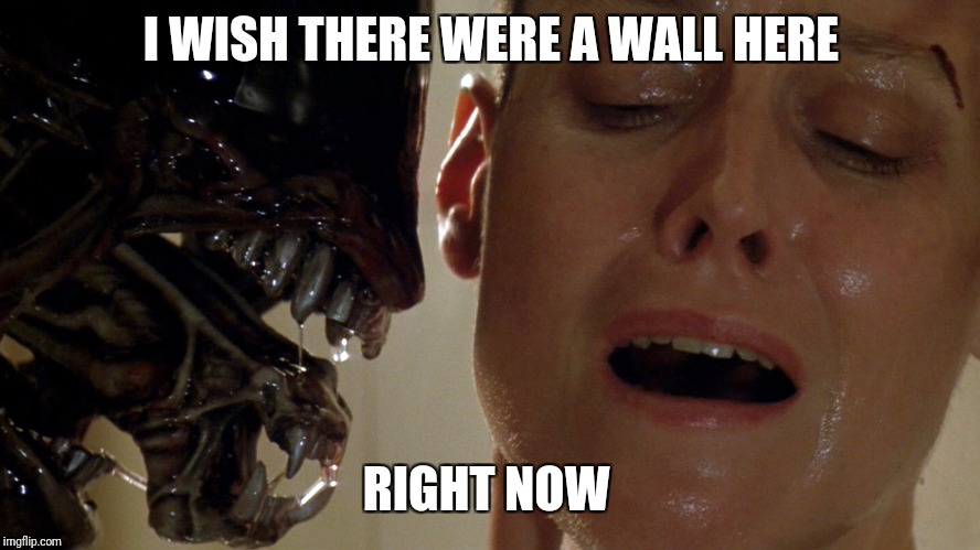 ripley-aliens | I WISH THERE WERE A WALL HERE RIGHT NOW | image tagged in ripley-aliens | made w/ Imgflip meme maker