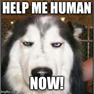 original pissed off husky | HELP ME HUMAN NOW! | image tagged in original pissed off husky | made w/ Imgflip meme maker