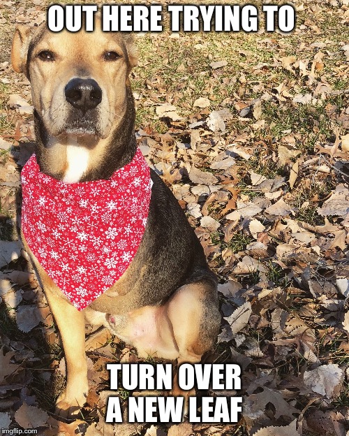 New Year’s resolution  |  OUT HERE TRYING TO; TURN OVER A NEW LEAF | image tagged in new year,new year resolutions,new years resolutions,2019,dog,dog memes | made w/ Imgflip meme maker