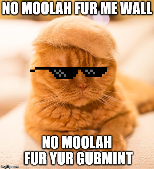 Trumpy Cat | NO MOOLAH FUR ME WALL; NO MOOLAH FUR YUR GUBMINT | image tagged in trumpy cat | made w/ Imgflip meme maker