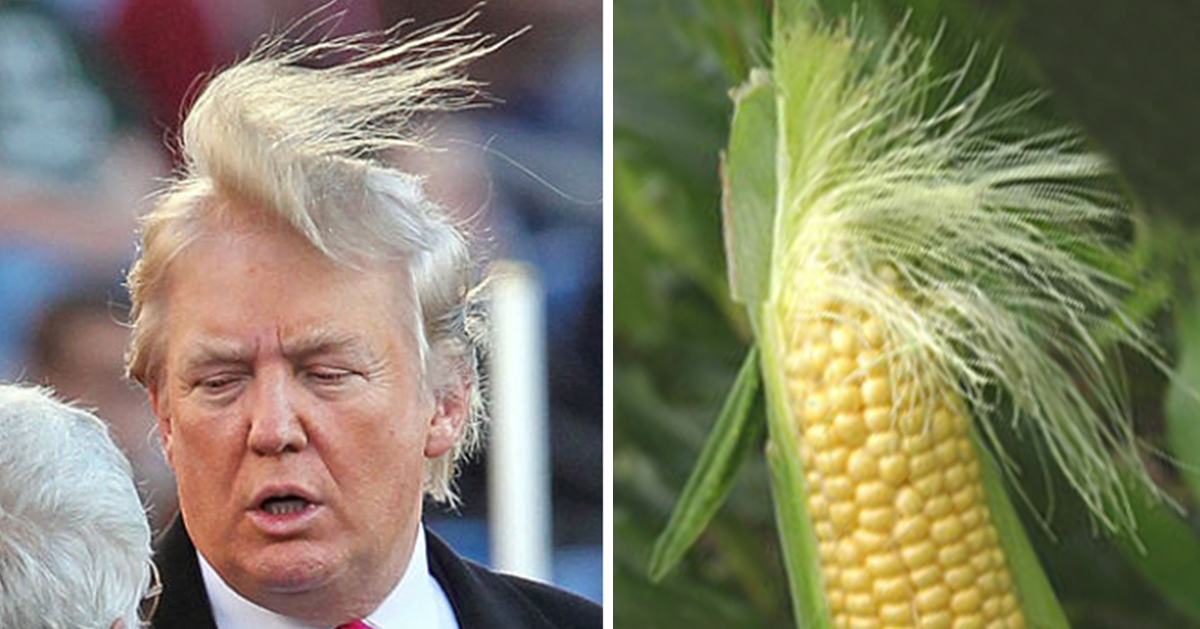 High Quality Trump Orders Corn Shutdown Blank Meme Template