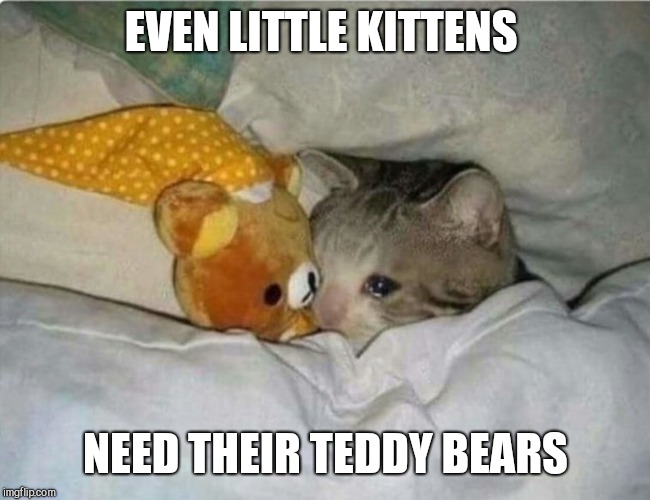 EVEN LITTLE KITTENS; NEED THEIR TEDDY BEARS | image tagged in cute kittens | made w/ Imgflip meme maker