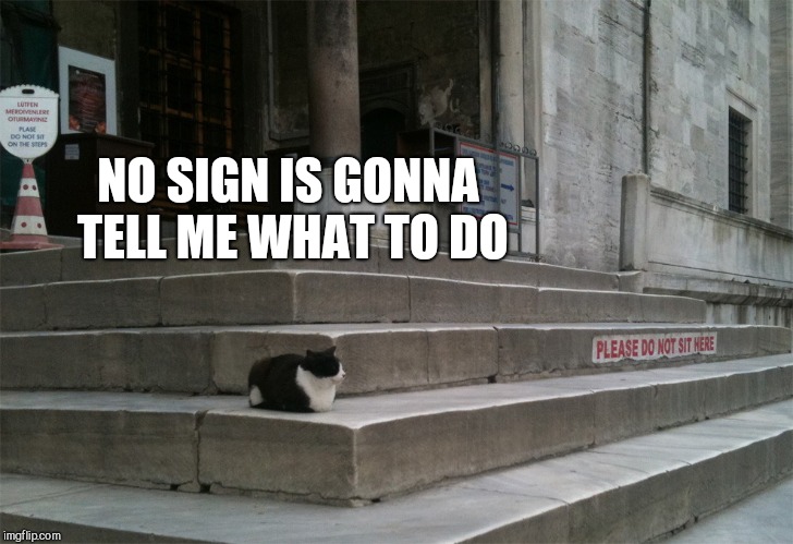 NO SIGN IS GONNA TELL ME WHAT TO DO | image tagged in rebel cat | made w/ Imgflip meme maker