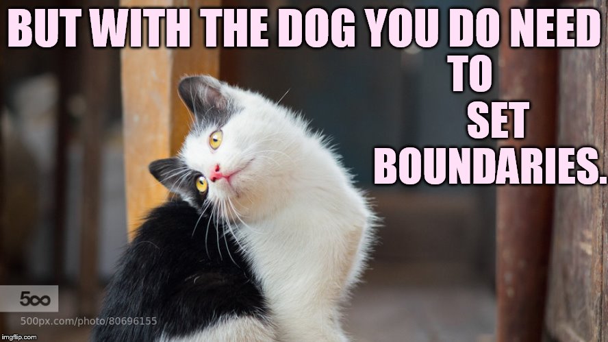 BUT WITH THE DOG YOU DO NEED TO       SET BOUNDARIES. | made w/ Imgflip meme maker