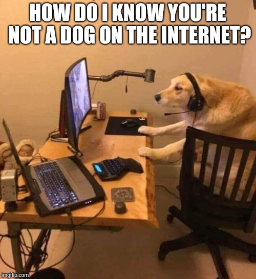 HOW DO I KNOW YOU'RE NOT A DOG ON THE INTERNET? | image tagged in dog on the internet | made w/ Imgflip meme maker