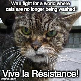 Angry Cat | We'll fight for a world where cats are no longer being washed! Vive la Résistance! | image tagged in angry cat | made w/ Imgflip meme maker
