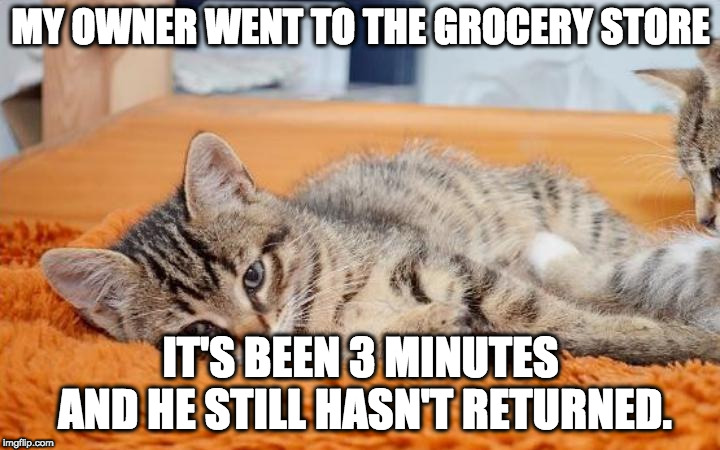 MY OWNER WENT TO THE GROCERY STORE IT'S BEEN 3 MINUTES AND HE STILL HASN'T RETURNED. | made w/ Imgflip meme maker