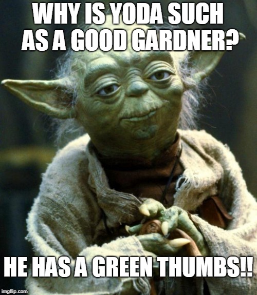 Star Wars Yoda Meme | WHY IS YODA SUCH AS A GOOD GARDNER? HE HAS A GREEN THUMBS!! | image tagged in memes,star wars yoda | made w/ Imgflip meme maker