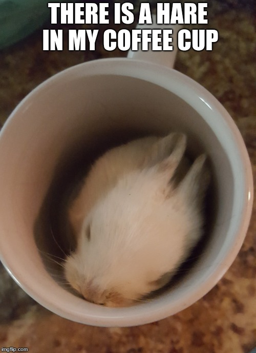 There is a hare in my coffee cup | THERE IS A HARE IN MY COFFEE CUP | image tagged in hare in my coffee cup,baby rabbits are called kits | made w/ Imgflip meme maker