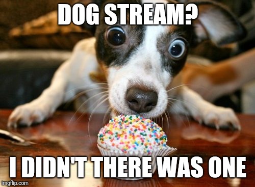 DOG STREAM? I DIDN'T THERE WAS ONE | made w/ Imgflip meme maker