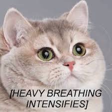 High Quality Heavy Breathing Cat Blank Meme Template