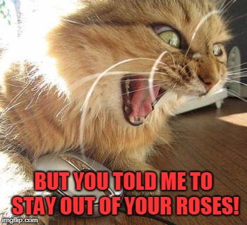 angry cat | BUT YOU TOLD ME TO STAY OUT OF YOUR ROSES! | image tagged in angry cat | made w/ Imgflip meme maker