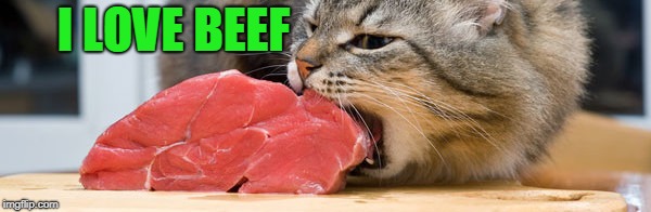 cat eating meat | I LOVE BEEF | image tagged in cat eating meat | made w/ Imgflip meme maker