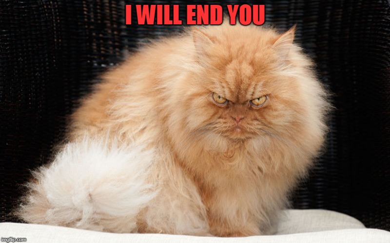 Angry Cat | I WILL END YOU | image tagged in angry cat | made w/ Imgflip meme maker