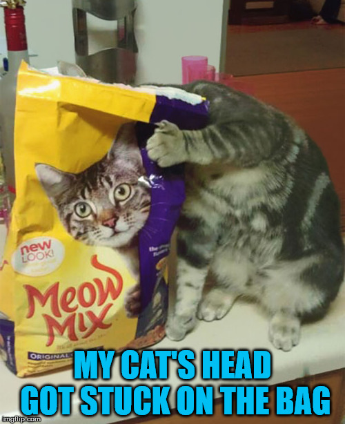 Stuck on you | MY CAT'S HEAD GOT STUCK ON THE BAG | image tagged in memes,cat,meow,cats share food,funny cat,funny picture | made w/ Imgflip meme maker