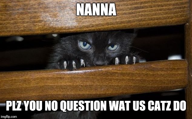 Cat nails  | NANNA PLZ YOU NO QUESTION WAT US CATZ DO | image tagged in cat nails | made w/ Imgflip meme maker