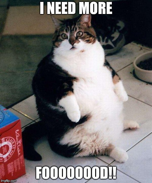 fat cat | I NEED MORE; FOOOOOOOD!! | image tagged in fat cat | made w/ Imgflip meme maker