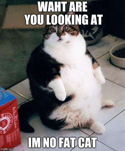 fat cat | WAHT ARE YOU LOOKING AT; IM NO FAT CAT | image tagged in fat cat | made w/ Imgflip meme maker