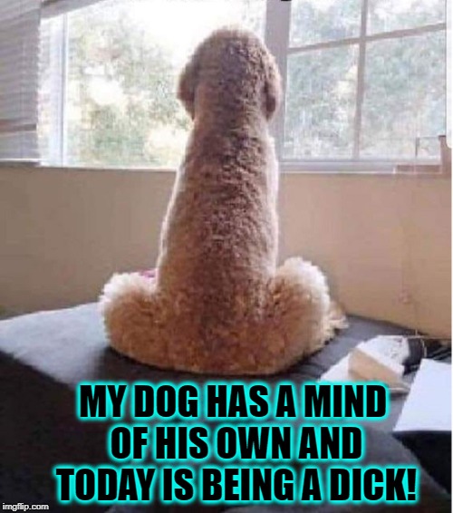 My Dog, Richard | MY DOG HAS A MIND OF HIS OWN AND TODAY IS BEING A DICK! | image tagged in vince vance,dogs,poodle,penis,funny dog memes,my dog looks like a dick | made w/ Imgflip meme maker