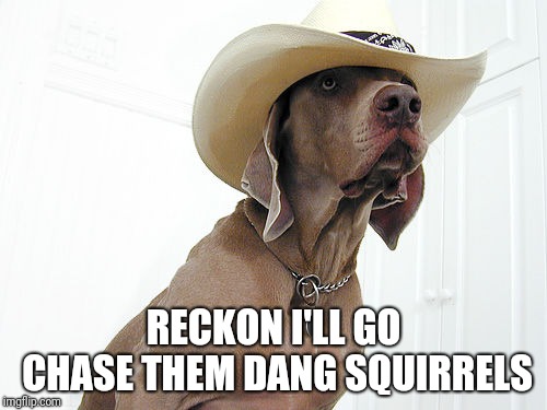 Guess he's out of 'chaw' | RECKON I'LL GO CHASE THEM DANG SQUIRRELS | image tagged in dog,cowboy hat | made w/ Imgflip meme maker