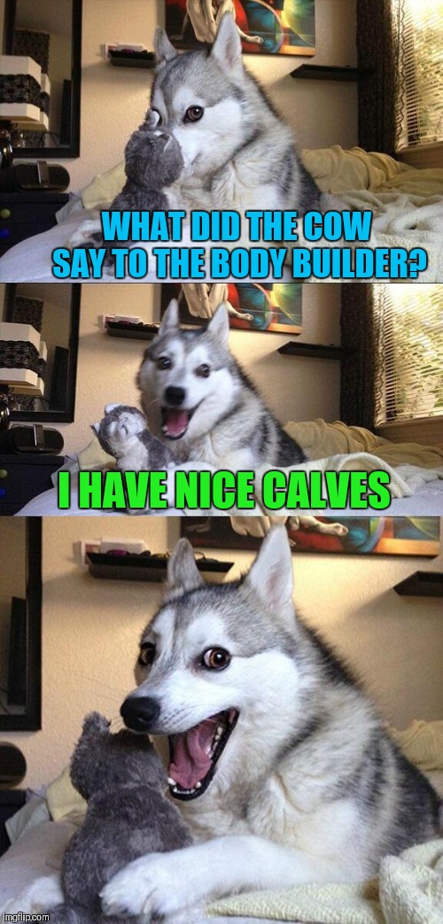 Bad Pun Dog Meme | WHAT DID THE COW SAY TO THE BODY BUILDER? I HAVE NICE CALVES | image tagged in memes,bad pun dog,body building,cow,nice calves,44colt | made w/ Imgflip meme maker