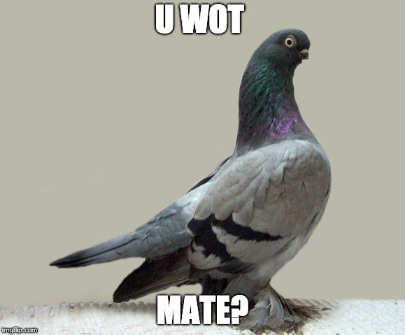 U wot Mate? | U WOT; MATE? | image tagged in u wot mate | made w/ Imgflip meme maker