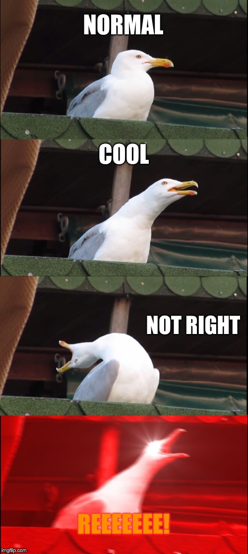 Inhaling Seagull | NORMAL; COOL; NOT RIGHT; REEEEEEE! | image tagged in memes,inhaling seagull | made w/ Imgflip meme maker