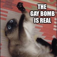 stuped high cat | THE GAY BOMB IS REAL | image tagged in stuped high cat | made w/ Imgflip meme maker