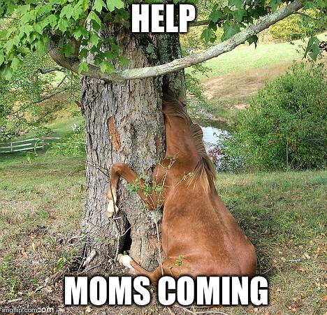 real horses | HELP; MOMS COMING | image tagged in real horses | made w/ Imgflip meme maker
