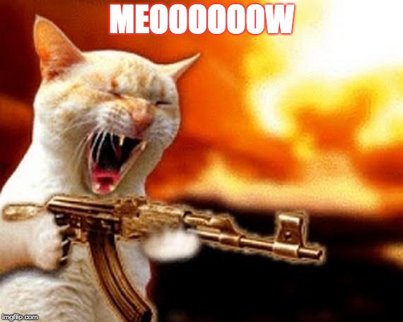 machine gun cat | MEOOOOOOW | image tagged in machine gun cat | made w/ Imgflip meme maker
