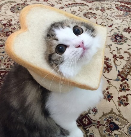 High Quality This cat was inbred.... Blank Meme Template