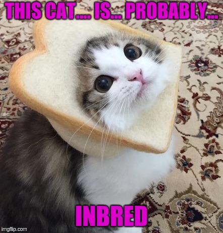 This cat was inbred.... | THIS CAT.... IS... PROBABLY... INBRED | image tagged in this cat was inbred | made w/ Imgflip meme maker