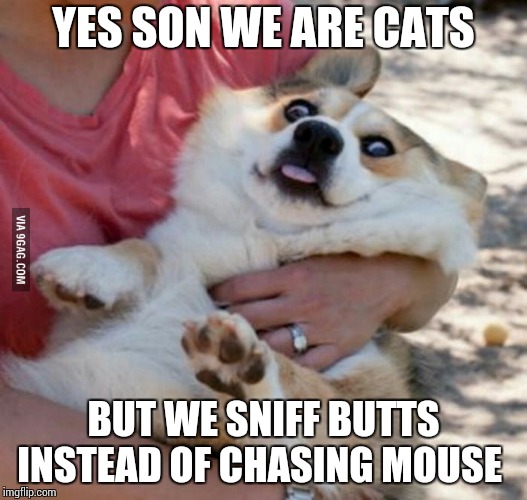 Derp Dog | YES SON WE ARE CATS BUT WE SNIFF BUTTS INSTEAD OF CHASING MOUSE | image tagged in derp dog | made w/ Imgflip meme maker