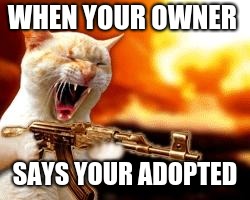 lol | WHEN YOUR OWNER; SAYS YOUR ADOPTED | image tagged in lol | made w/ Imgflip meme maker