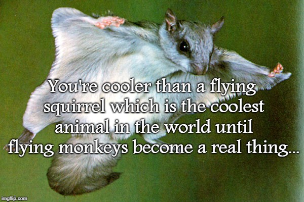 Cooler than... | You're cooler than a flying squirrel which is the coolest animal in the world until flying monkeys become a real thing... | image tagged in flying squirrel,flying monkeys,real thing | made w/ Imgflip meme maker