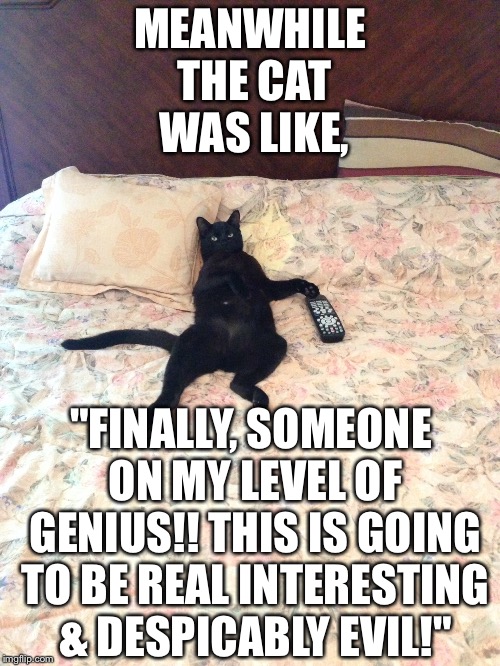 Remote cat | MEANWHILE THE CAT WAS LIKE, "FINALLY, SOMEONE ON MY LEVEL OF GENIUS!! THIS IS GOING TO BE REAL INTERESTING & DESPICABLY EVIL!" | image tagged in cats,remote control,smart cat | made w/ Imgflip meme maker